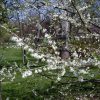 Halesia tetraptera