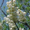 Halesia tetraptera - Image 2