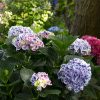 Hydrangea macrophylla 'Cityline Mars'
