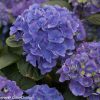 Hydrangea macrophylla 'Cityline Rio' - Image 2