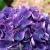 Hydrangea macrophylla 'Cityline Rio'