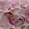 Hydrangea macrophylla 'Double Delights Freedom' - Image 2