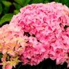 Hydrangea macrophylla 'Double Delights Perfection' - Image 3