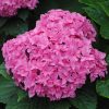 Hydrangea macrophylla 'Double Delights Perfection'