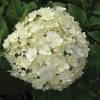 Hydrangea macrophylla 'Double Delights Peace' - Image 2