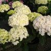 Hydrangea macrophylla 'Double Delights Peace'