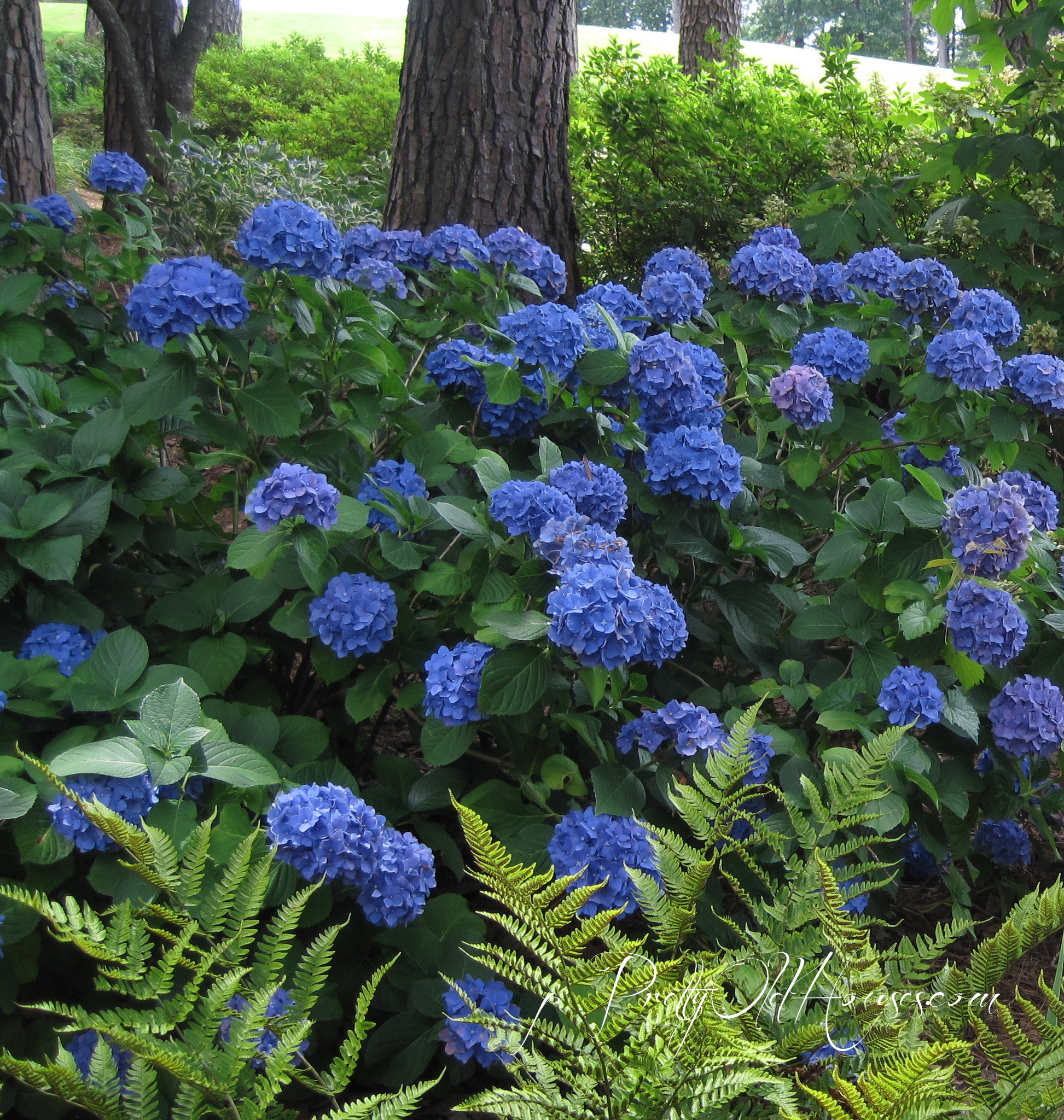 hydrangea macrophylla shrubs trees blue hydrangeas plants endless summer perennials visit companion