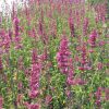 Agastache 'Heatwave'