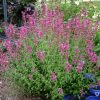 Agastache 'Heatwave' - Image 3