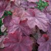Heuchera villosa 'Beaujolais' - Image 2