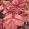 Heuchera villosa 'Beaujolais'