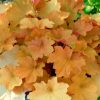 Heuchera villosa 'Caramel' - Image 2