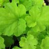 Heuchera villosa 'Citronelle'