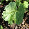 Heuchera 'Hercules' - Image 3