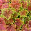 Heuchera 'Miracle' - Image 2