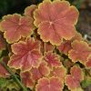 Heuchera 'Miracle' - Image 3