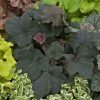 Heuchera villosa 'Mocha'