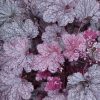 Heuchera 'Plum Pudding' - Image 2