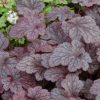 Heuchera 'Plum Pudding'