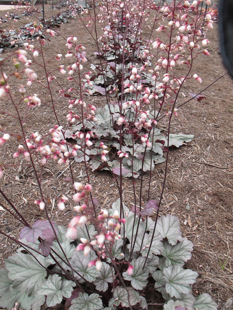 Heuchera ‘Stainless Steel’ Kiefer Nursery Trees, Shrubs, Perennials