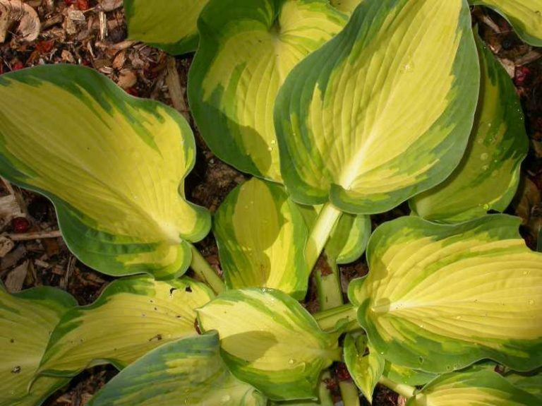 Hosta ‘Great Expectations’ | Kiefer Nursery: Trees, Shrubs, Perennials