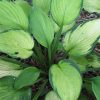 Hosta 'Gold Standard' - Image 3