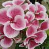 Hydrangea macrophylla 'Harlequin'