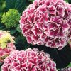 Hydrangea macrophylla 'Harlequin' - Image 3