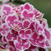 Hydrangea macrophylla 'Harlequin' - Image 2