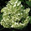 Hydrangea arborescens 'Abetwo' (Incrediball®) - Image 2