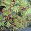 Acer palmatum 'Higasa yama' - Image 2