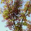 Acer palmatum 'Higasa yama' - Image 3