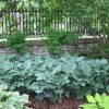 Hosta 'Krossa Regal'