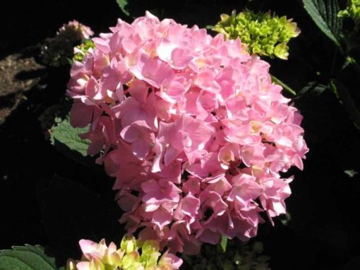 Hydrangea macrophylla 'Robert' Let's Dance Moonlight