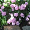 Hydrangea macrophylla 'Robert' Let's Dance Moonlight - Image 2