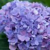 Hydrangea macrophylla 'Robert' Let's Dance Moonlight - Image 3