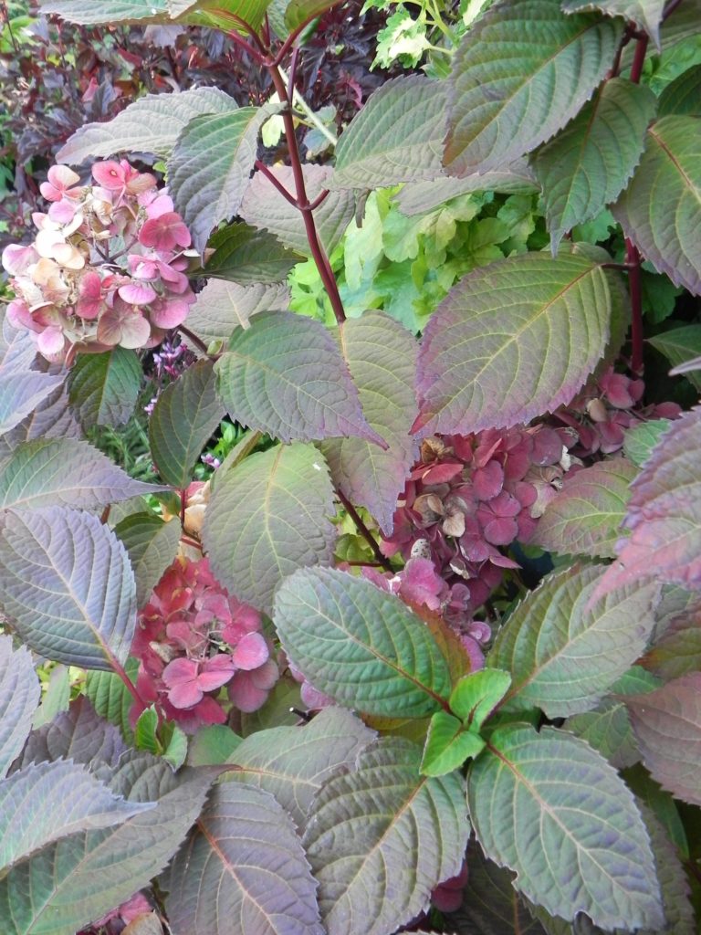Hydrangea macrophylla ‘Lady in Red’ PP15175 Kiefer Nursery Trees
