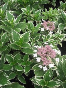 Hydrangea macrophylla ‘Mariesii Variegata’ | Kiefer Nursery: Trees ...