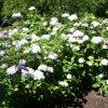 Hydrangea macrophylla 'Madame Emile Moulliere' - Image 3