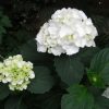 Hydrangea macrophylla 'Madame Emile Moulliere'