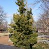 Juniperus chinensis 'Kaizuka' Torulosa
