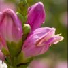 Chelone lyonii 'Hot Lips' - Image 2