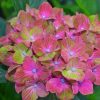 Hydrangea macrophylla 'Horwack' Pistachio
