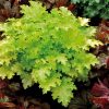 Heuchera 'Pear Crisp'