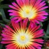 Delosperma Wheels of Wonder® Hot Pink - Image 2
