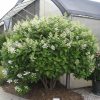 Hydrangea paniculata Quick Fire® - Image 2