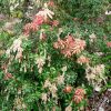 Pieris japonica 'Historyland Supreme'