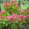 Pieris japonica 'Historyland Supreme' - Image 3