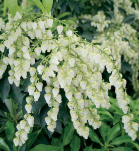 Pieris japonica ‘Historyland Supreme’ | Kiefer Nursery: Trees, Shrubs ...