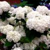 Hydrangea macrophylla 'White King' Snow Storm